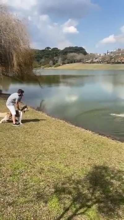 Capybara attacks husky