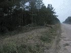 ? An elk catching some air ?