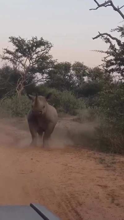 ? The way a rhino backs off using hurried short steps is unexpected, almost comical