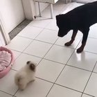 Vicious Rottweiler attack (Cassio and Candy ?)