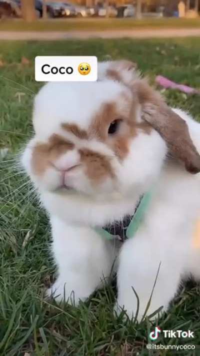 Not Coco nooo ???