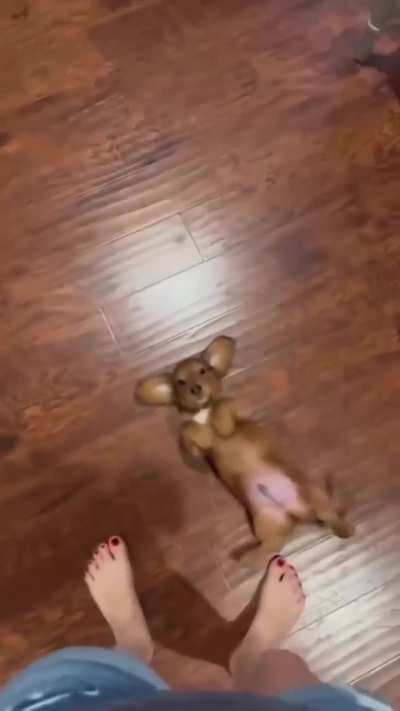 When your dog is a serial belly rub fanatic ?❤️