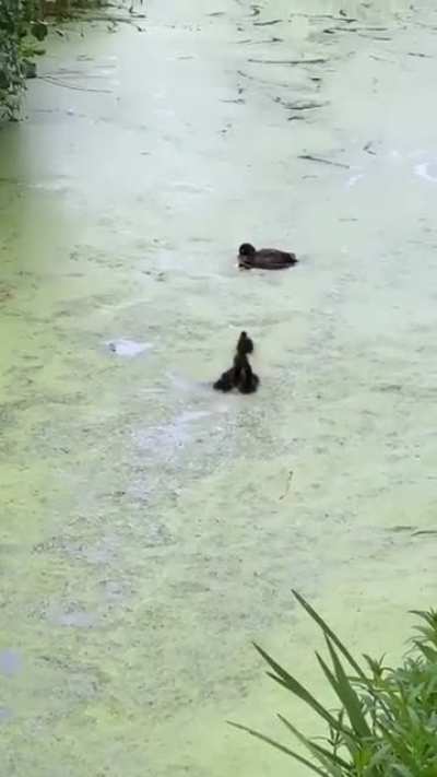 Even ducks are mean.