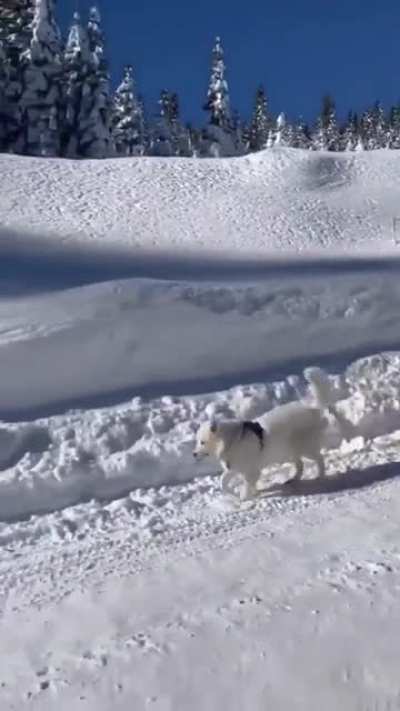 Morning stroll through the snow..