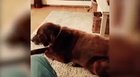 dog farts are the worst