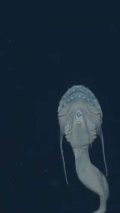 ? Careproctus longifilis, is also known as the threadfin snailfish.