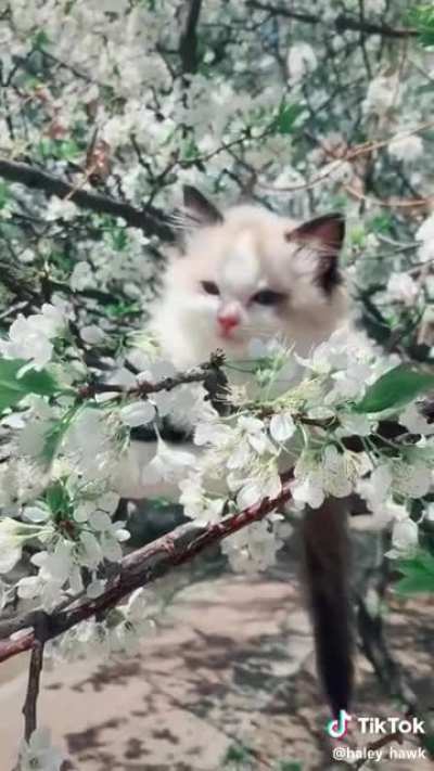 These white cats perched in this tree are beautiful ?