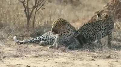 ð¥ð¥ Female leopard wakes up male only to seek attention