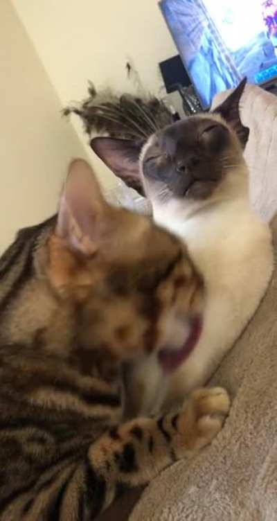 When the licks are just right?