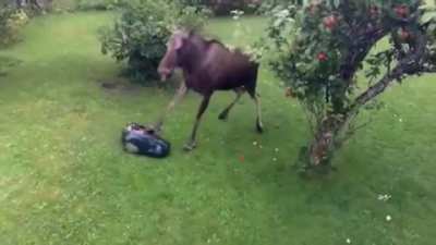 ? A moose stealing apples from someone's backyard taking out an automated lawn mower ?