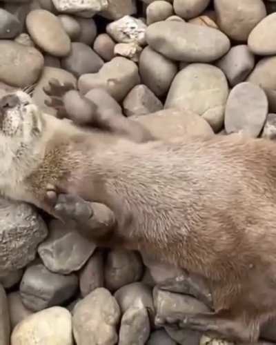 ? Otter playing with rocks