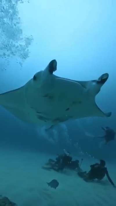 ?Giant Oceanic Manta Rays can have a wingspan of almost 30 ft. Truly one of the most majestic creatures of the ocean