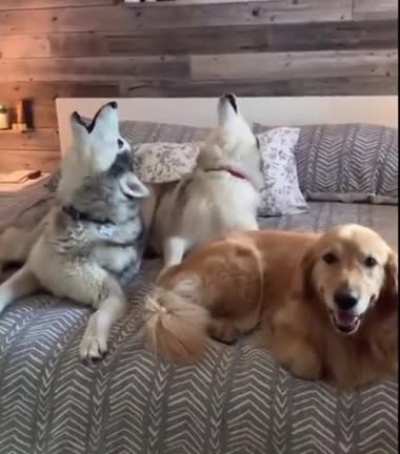 "Sorry Daddy, I'm not like them."