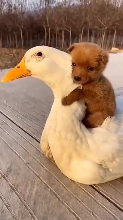 I couldn't find the owner of the video but i hope you like it as much as i do