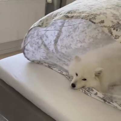 Polar bear ?‍❄️