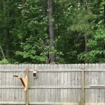Squirrel yeeter