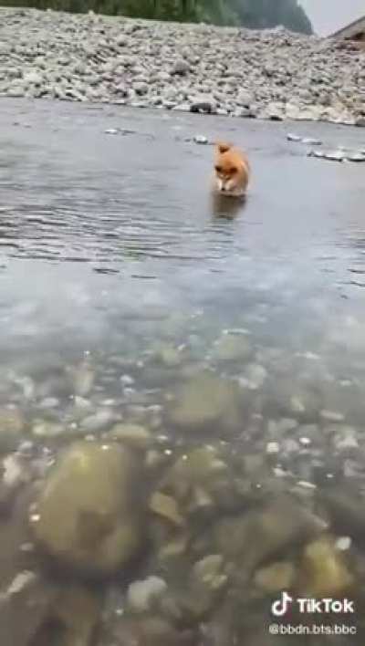 Golden retrievers with golden hearts