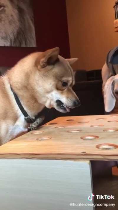 Ever heard a dog scream?