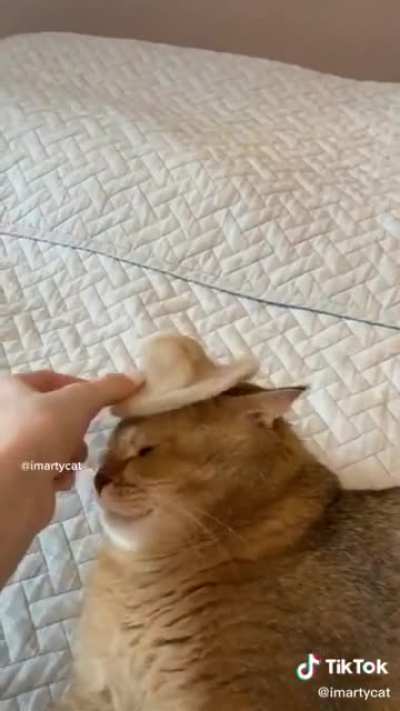 petting gloves