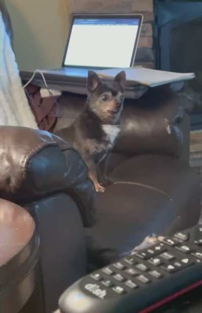Chihuahua has a weird bark... I'm laughing so hard but it's so damn cute ??????