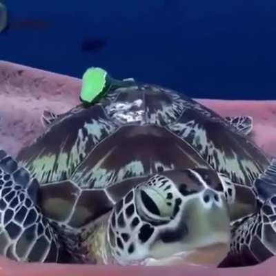 ? Tortoise getting ready for bed