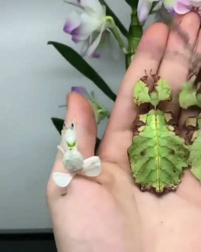 ? Handful of leaf insects ?