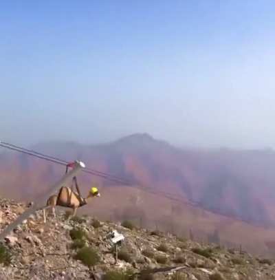 Just a camel going down a zip line