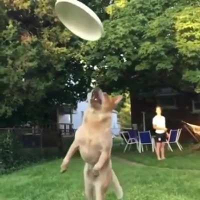 Poor doggy