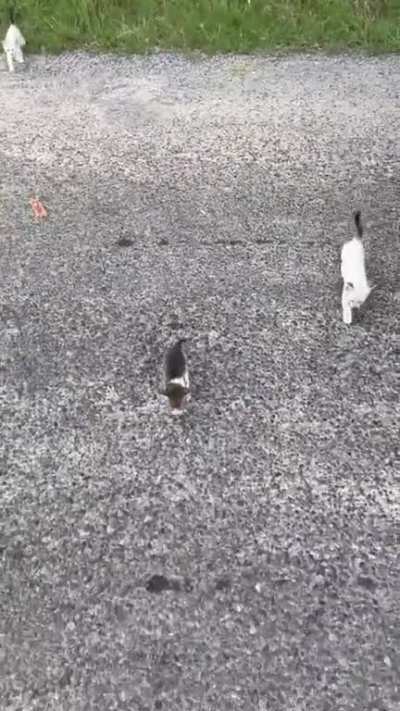 Hardly a few weeks old and these kittens are already employing peak psychological warfare ?