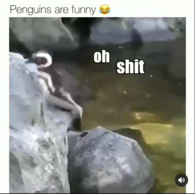 penguins are funny ?