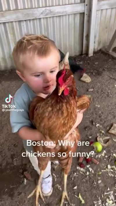 Why are chickens so funny?