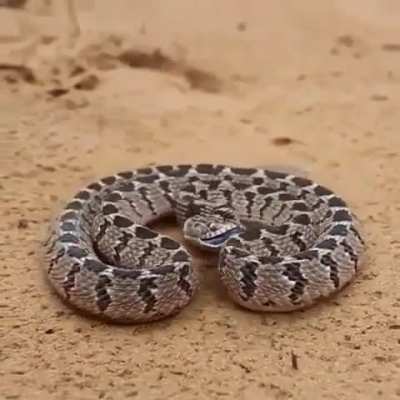 ? snake trying to scare the camera