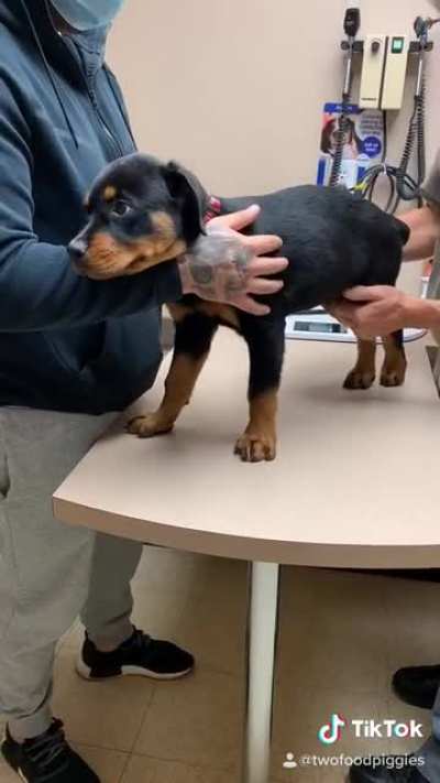 Taco’s second vet appointment today ??