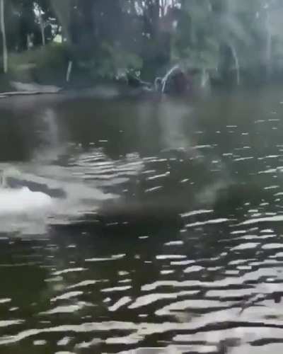 ? Crocodile Swimming Speed ?