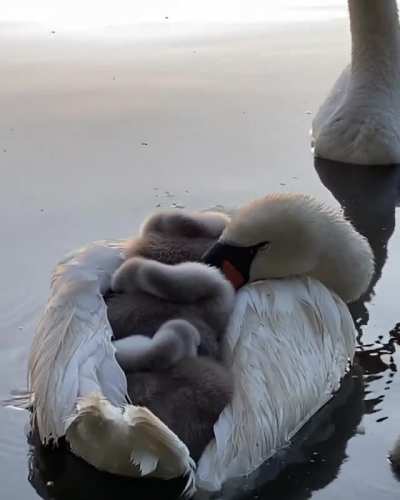 ? Swan napping with her cygnets?