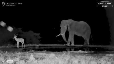 ? Webcam captures elephant using a gentle backheel to the hind legs to persuade an impala to leave the waterhole