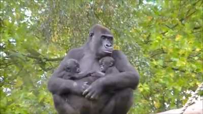 Gorilla mom with twins ?