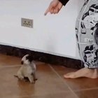 Dancing for treats.