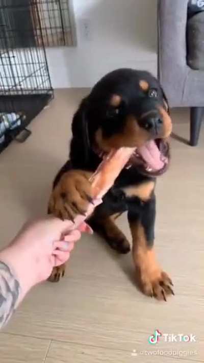 Puppy fever ?