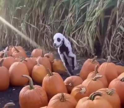 This dog is ready for Halloween