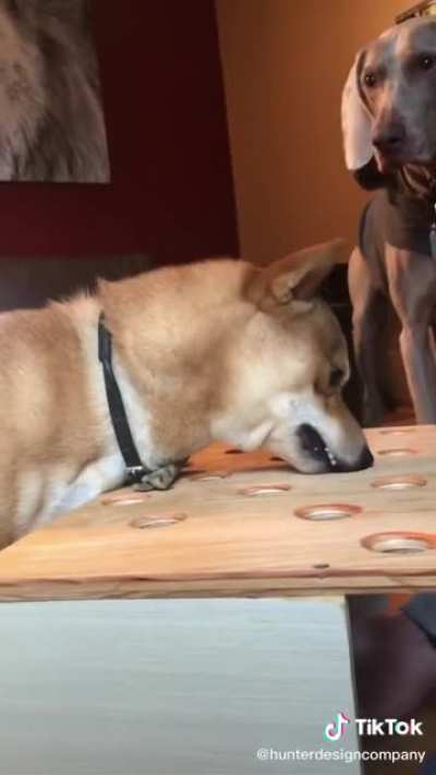 Poor Doggo just wants the hot dog ?