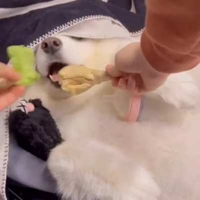 To eat chicken