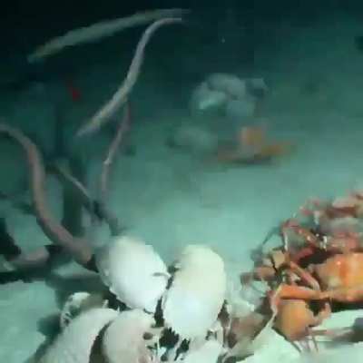 ?A dead fish doesn't last long on the ocean floor