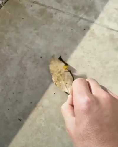 Looks crunchy asf