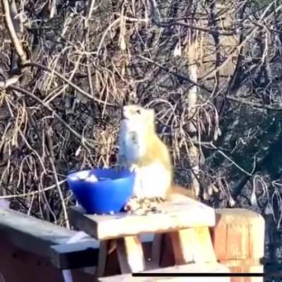 Squirrel drunk on fermented pears