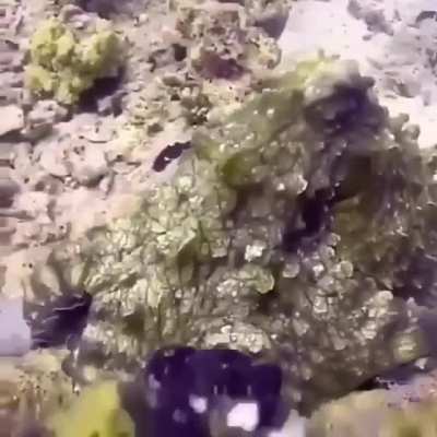 ? Octopus camouflage