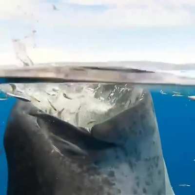 ? Whale Shark feeding process