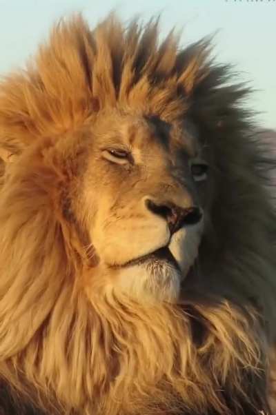 ? Smokey the lion after a long day of being the King ?