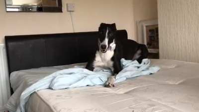 Zara "helping" with the bedsheets
