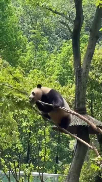 How these guys survive in the wild is anyone's guess... ?